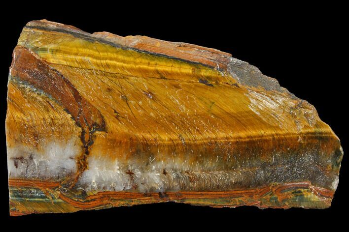 Polished Tiger's Eye Section - South Africa #128462